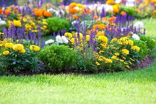 Многолетние садовые цветы, цветущие все лето: фото с названиями