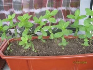 Выращивание цинии: когда сажать и как собрать семена