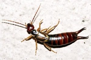 Двухвостка – фото и особенности насекомого