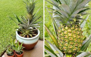 Выращиваем ананас в домашних условиях - секреты посадки и ухода