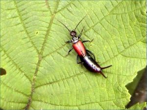 Двухвостка – фото и особенности насекомого