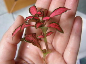 Привередливая фиттония – условия выращивания и уход за комнатным цветком