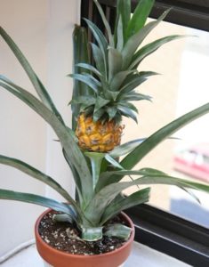 Выращиваем ананас в домашних условиях - секреты посадки и ухода