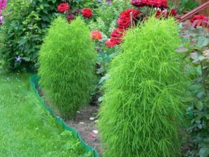 Кохия: роскошное украшение летнего сада