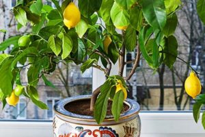 Лимонное дерево – как вырастить из косточки в домашних условиях