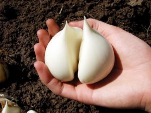 Лук-чеснок Рокамболь – агротехника выращивания на огороде
