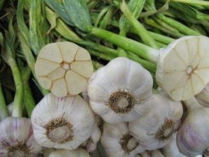 Лук-чеснок Рокамболь – агротехника выращивания на огороде