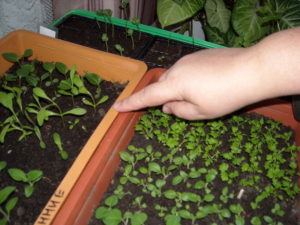 Портулак крупноцветковый – выращивание из семян, сорта и нюансы ухода