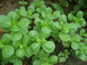 Портулак крупноцветковый – выращивание из семян, сорта и нюансы ухода