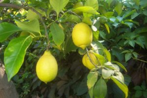 Лимонное дерево – как вырастить из косточки в домашних условиях