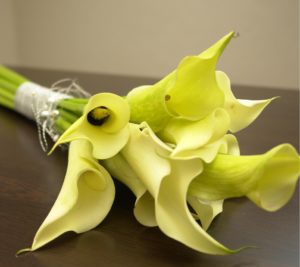 Зантедеския (калла эфиопская) – капризный, но очень красивый комнатный цветок