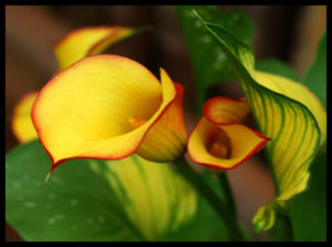 Зантедеския (калла эфиопская) – капризный, но очень красивый комнатный цветок